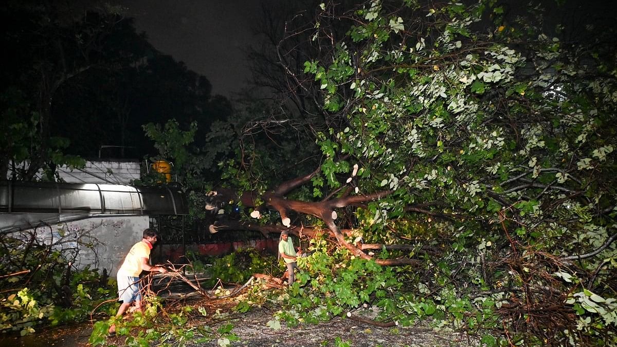 <div class="paragraphs"><p>A huge tree fell on Palace Road in Bengaluru on Sunday. </p></div>