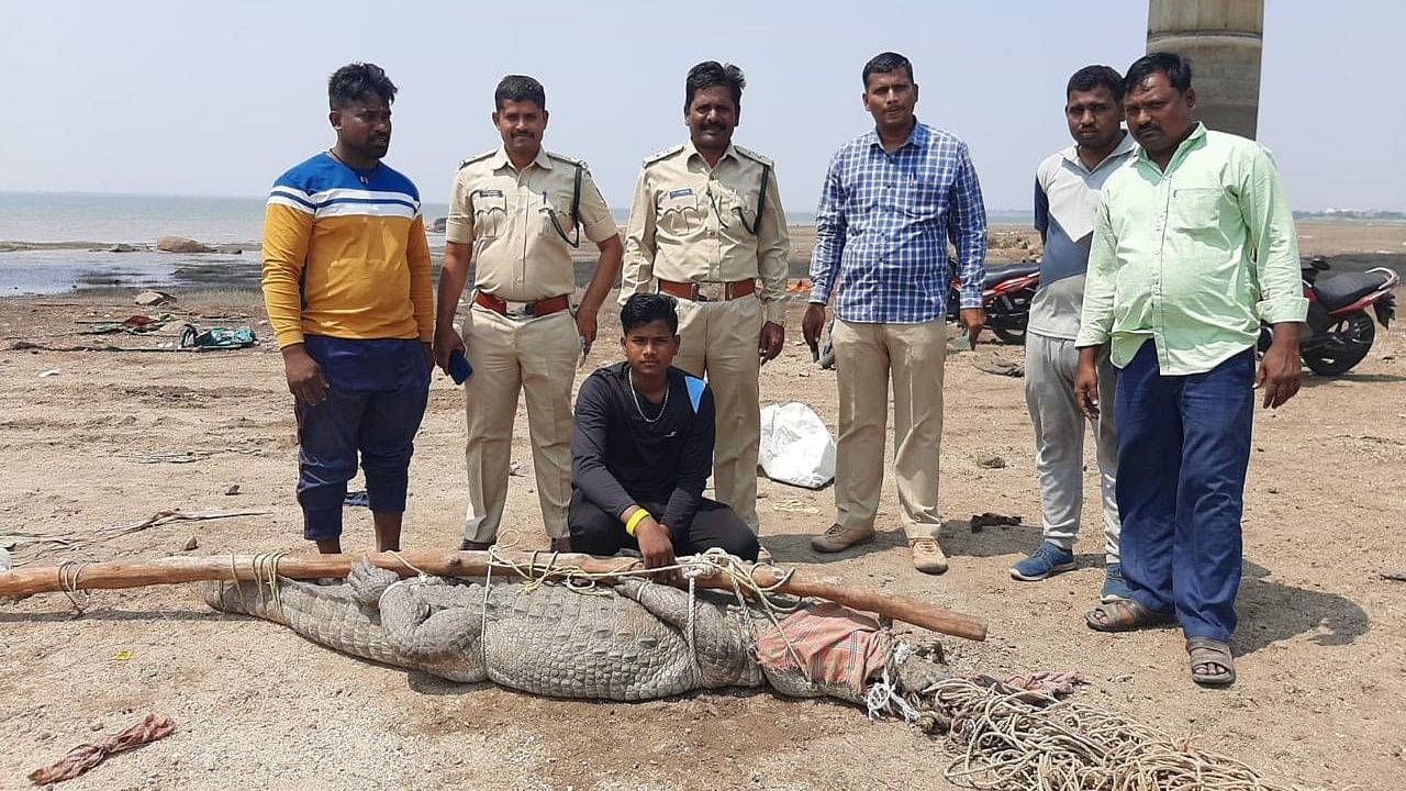 <div class="paragraphs"><p>Forest staff with a crocodile they caught on the banks of Krishna river near Kolhar of Vijayapura district.&nbsp;</p></div>