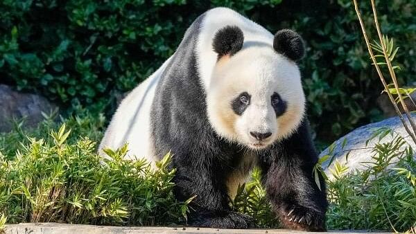 <div class="paragraphs"><p>Wang Wang the Panda during Chinese Premier Li Qiang's visit at Adelaide Zoo  in Adelaide, Australia.</p></div>