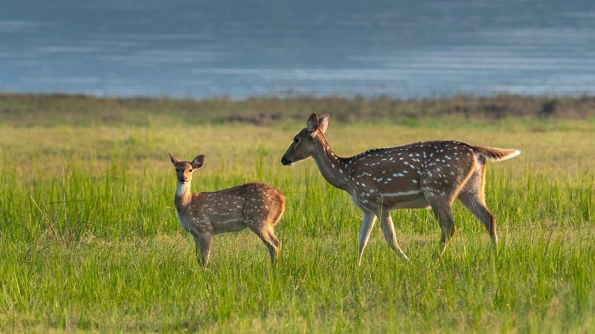 <div class="paragraphs"><p>Jim Corbett National Park. </p></div>