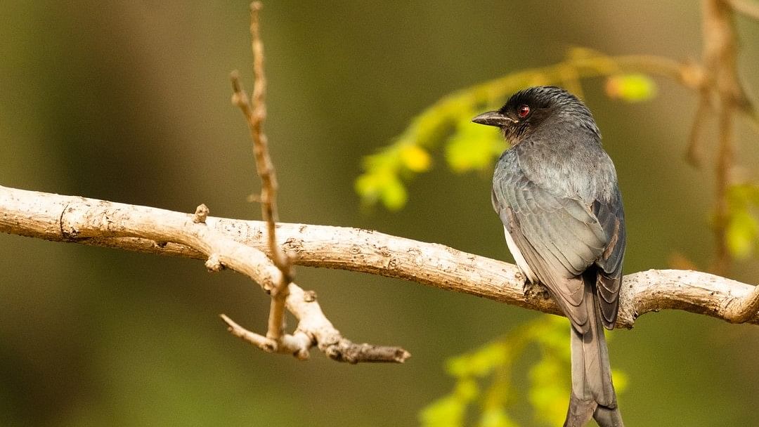 <div class="paragraphs"><p>White-bellied Drongo.&nbsp; </p></div>