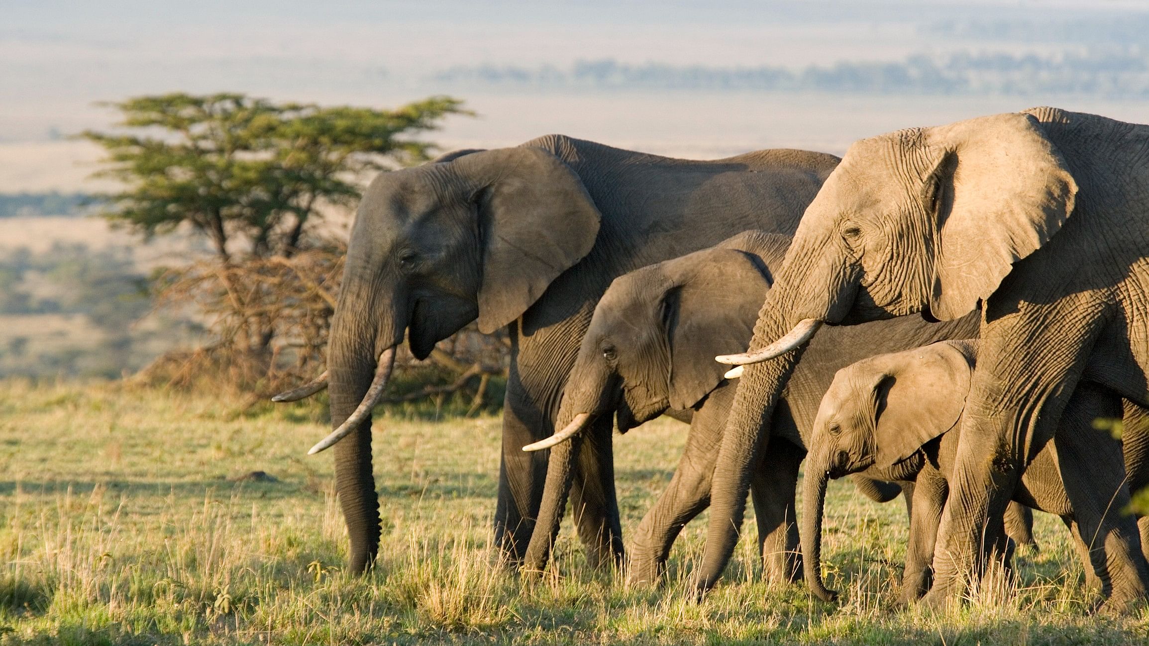 <div class="paragraphs"><p>African elephants are pictured in this photo.</p></div>