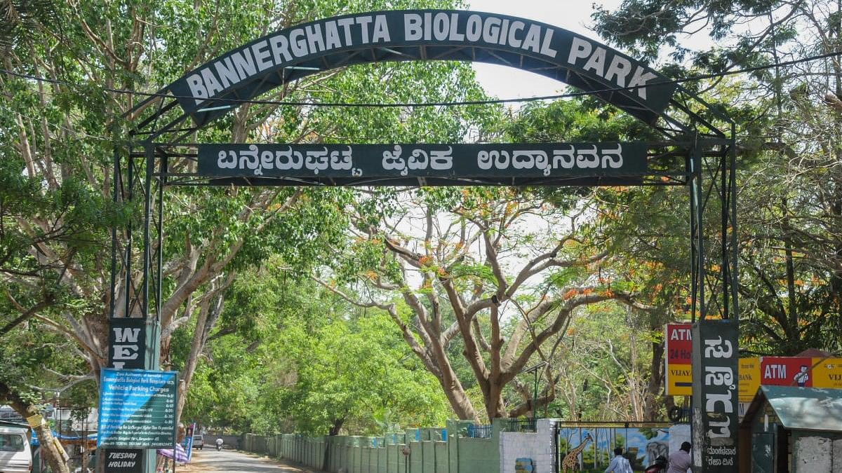 <div class="paragraphs"><p>Focusing on key areas like flora and fauna identification, eco-friendly practices, and guiding techniques, the participants gained hands-on experience through on-the-job training at the Bannerghatta Biological Park from May to August.</p></div>