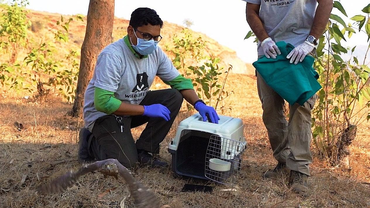 <div class="paragraphs"><p>A team from Wildlife SOS releases a shikra into the wild. Image for representative&nbsp;purposes&nbsp;only.</p></div>