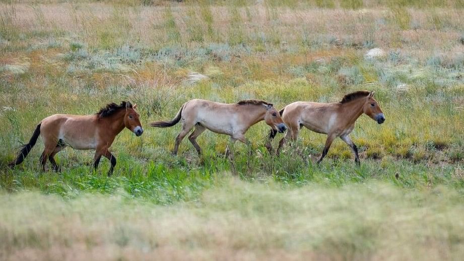<div class="paragraphs"><p>Przewalski's horses trot inside an acclimatisation enclosure, at the Alibi field station and reintroduction centre in Altyn Dala area, Kazakhstan.</p></div>