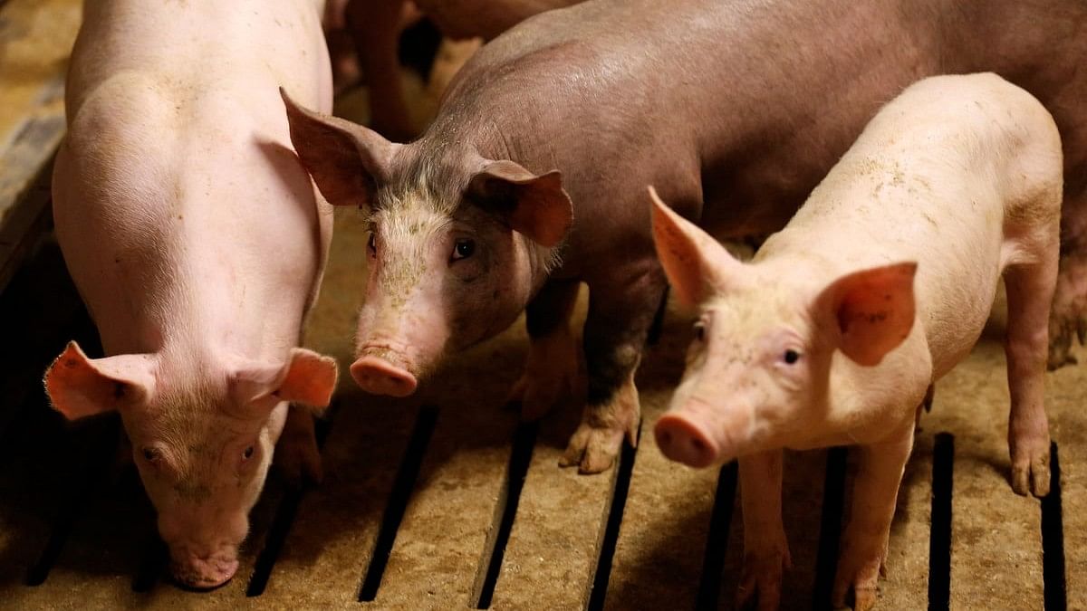 <div class="paragraphs"><p>File photo of piglets (Representative image).</p></div>