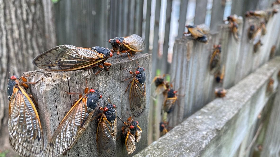 <div class="paragraphs"><p>What’s mysterious about cicadas is that they are well known to disappear for many years only to reappear cyclically.</p></div>