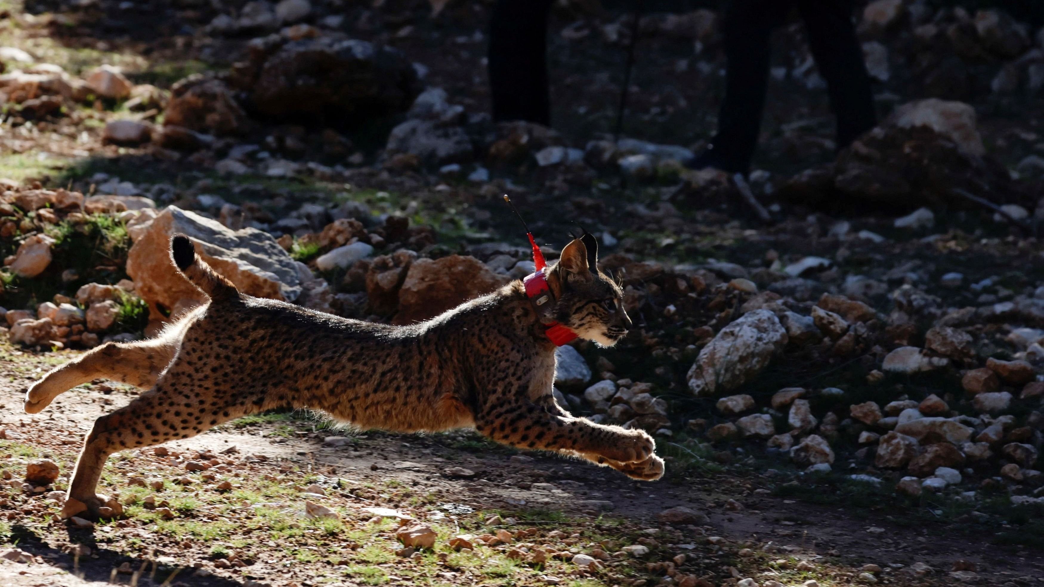 <div class="paragraphs"><p>Urki, a male Iberian lynx, a feline in danger of extinction, is released with other four lynxes as part of the European project 'Life LynxConnect' to recover this species, in the Arana mountain range, in Iznalloz, near Granada, southern Spain.</p></div>