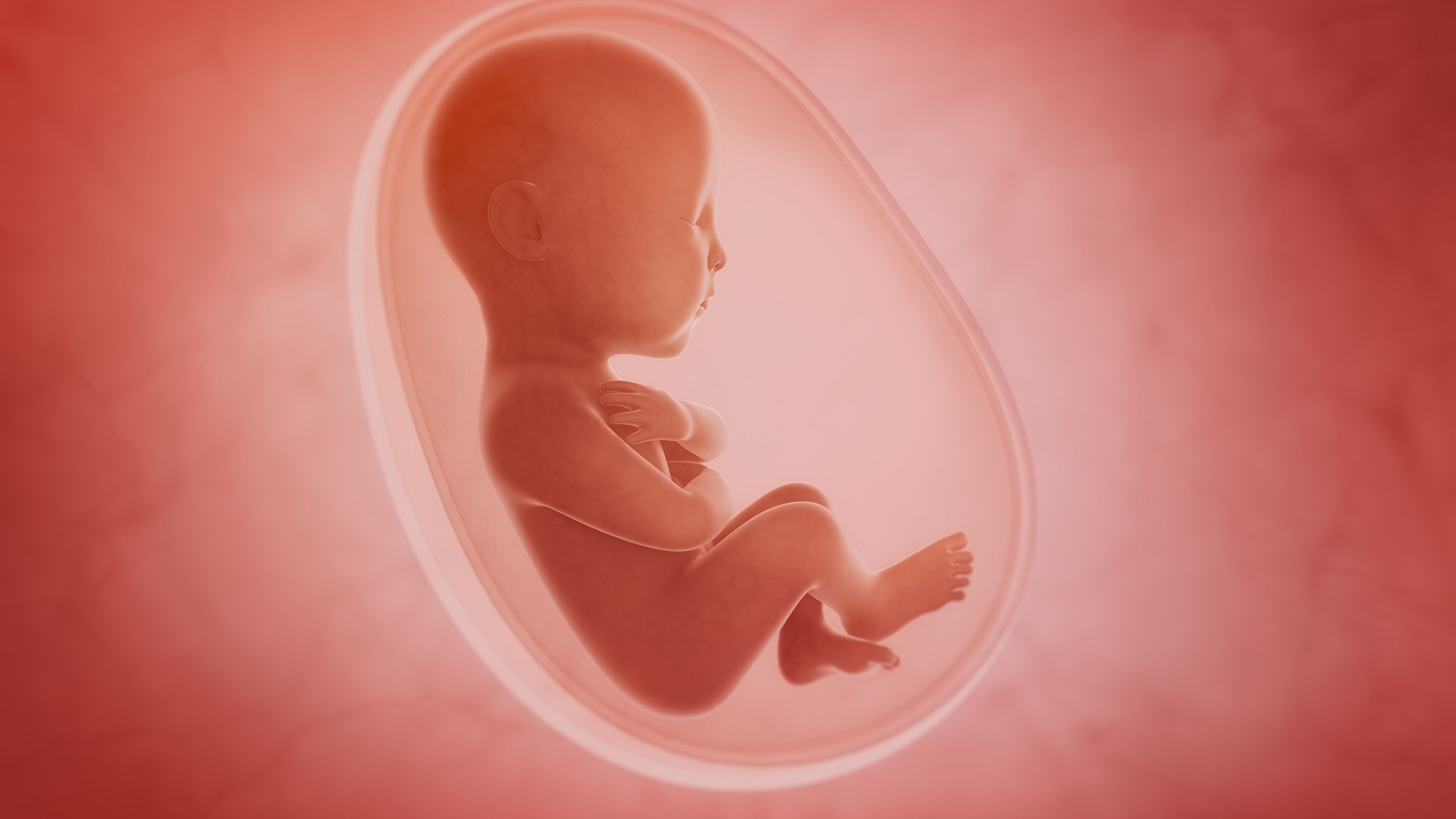 <div class="paragraphs"><p>Representative image of a foetus.</p></div>