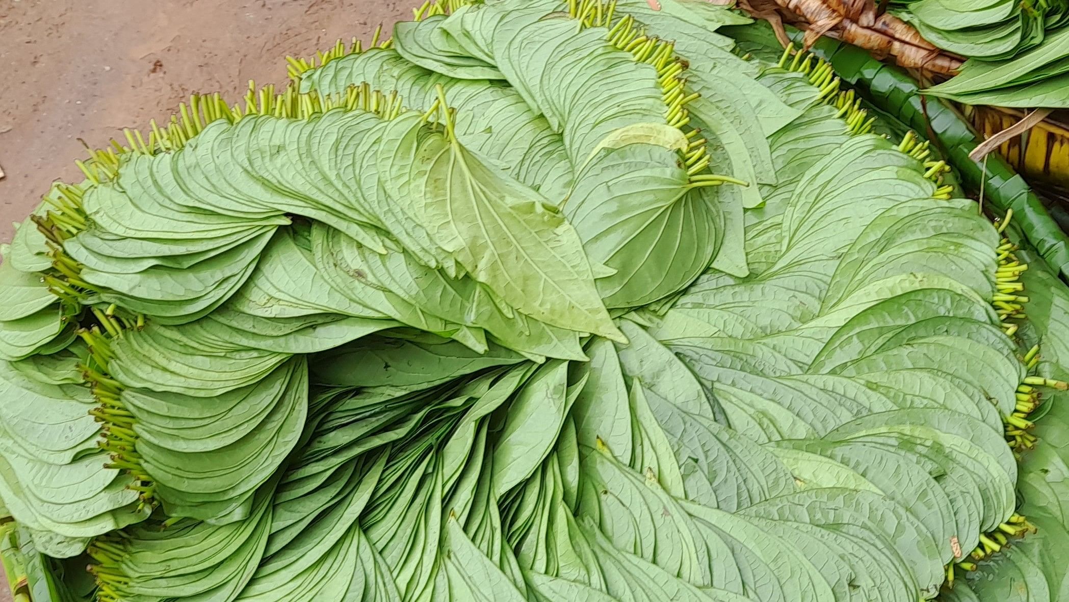 <div class="paragraphs"><p> Due to the lack of proper market facilities, the 'pendi's of betel leaves are put up for sale near Tarikere private bus stand.</p></div>