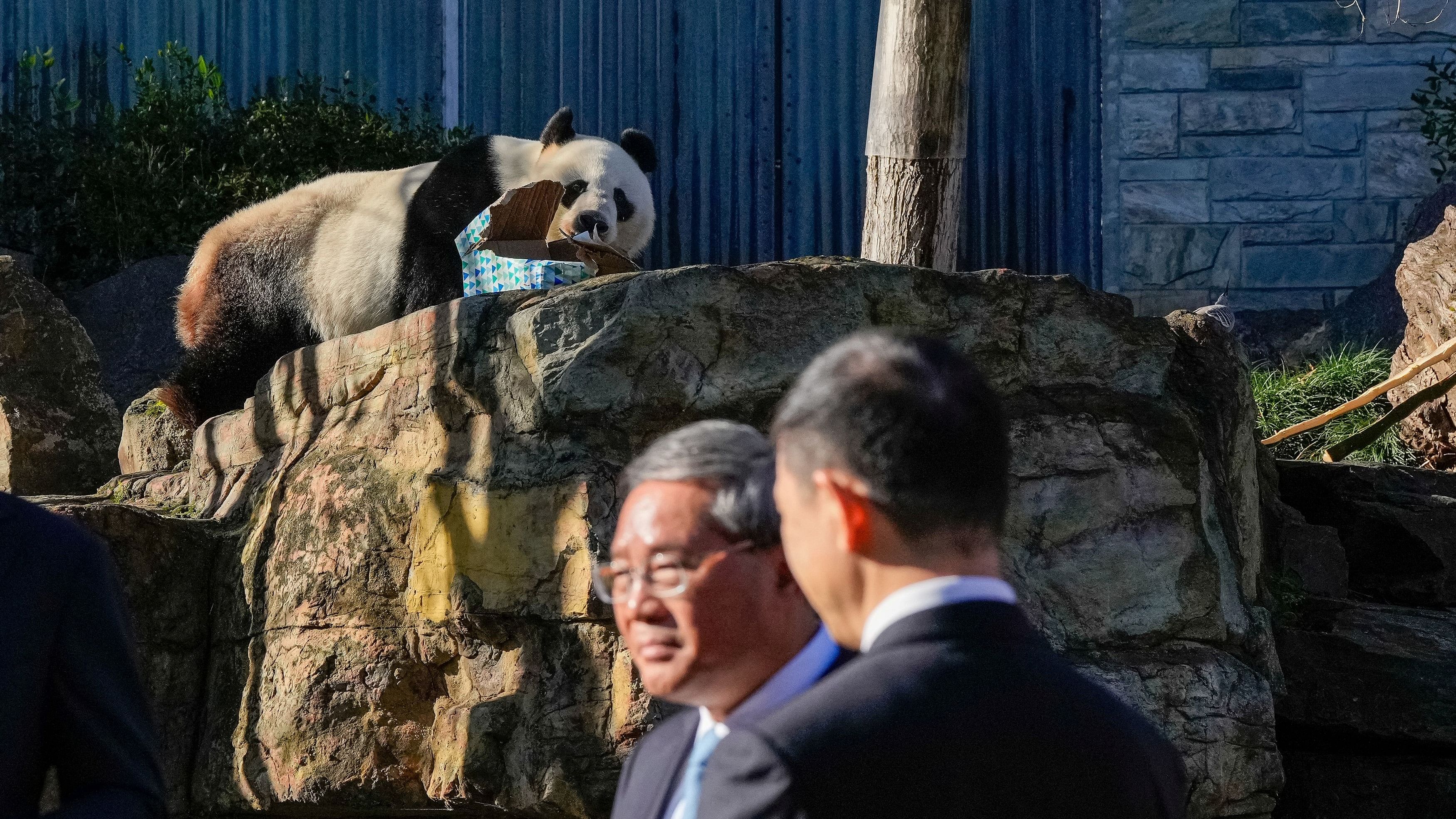 <div class="paragraphs"><p>Wang Wang the panda eats a box in front of China's Premier Li Qiang at Adelaide Zoo on June 16, 2024 in Adelaide, Australia.</p></div>