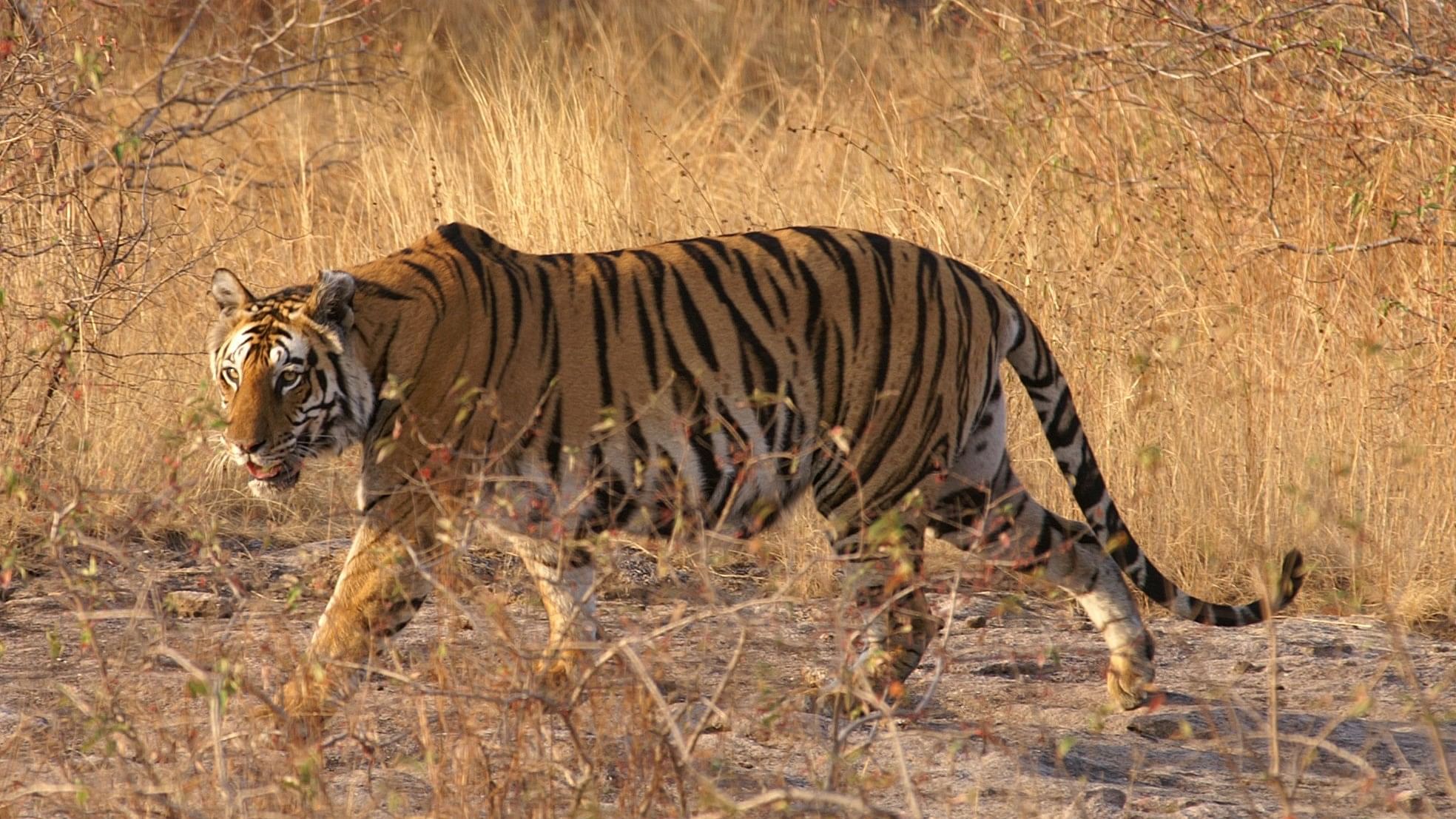 <div class="paragraphs"><p>A tiger is seen in the&nbsp;Bandhavgarh tiger reserve.&nbsp;</p></div>