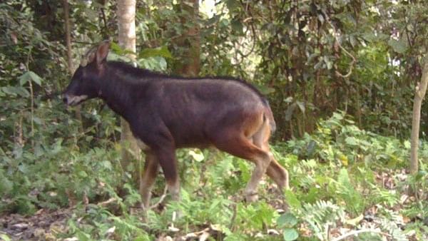 <div class="paragraphs"><p>Mainland Serow in Raimona National Park</p></div>