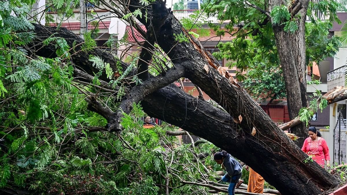 <div class="paragraphs"><p>A huge tree that crashed in Basaveshwarnagar's Sharadha Colony on Sunday. </p></div>