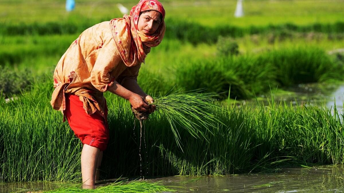 <div class="paragraphs"><p>A farmer ties rice saplings during paddy cultivation, in Magam area of Budgam district.</p><p></p></div>