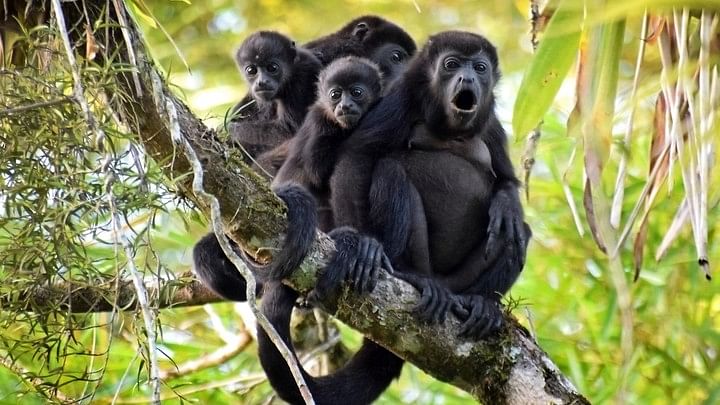 <div class="paragraphs"><p>Representative image of howler monkeys.</p></div>