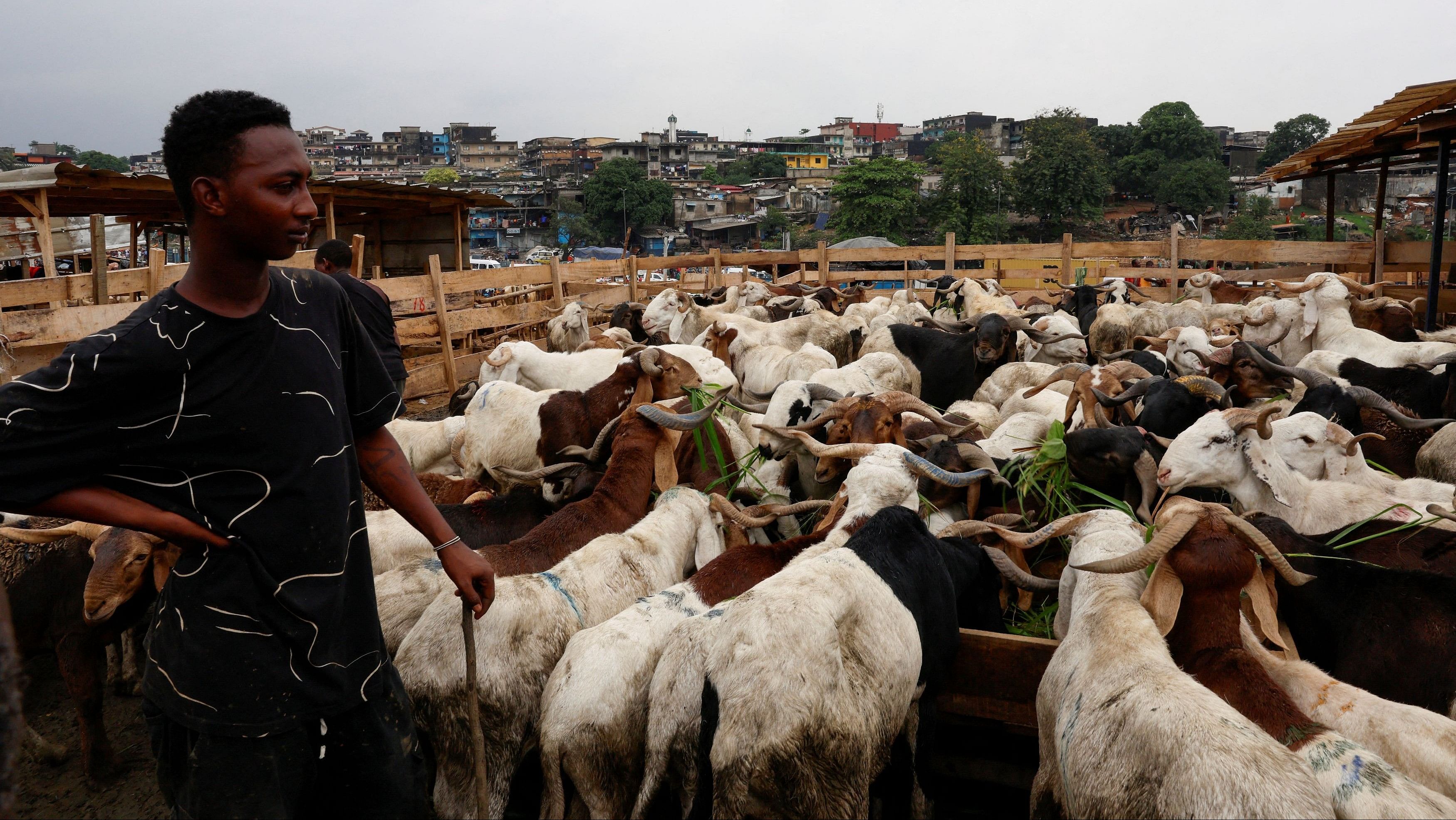 <div class="paragraphs"><p>A seller stands near his sheep at a sheep market ahead of Eid al-Adha, in Adjame, Abidjan.</p></div>