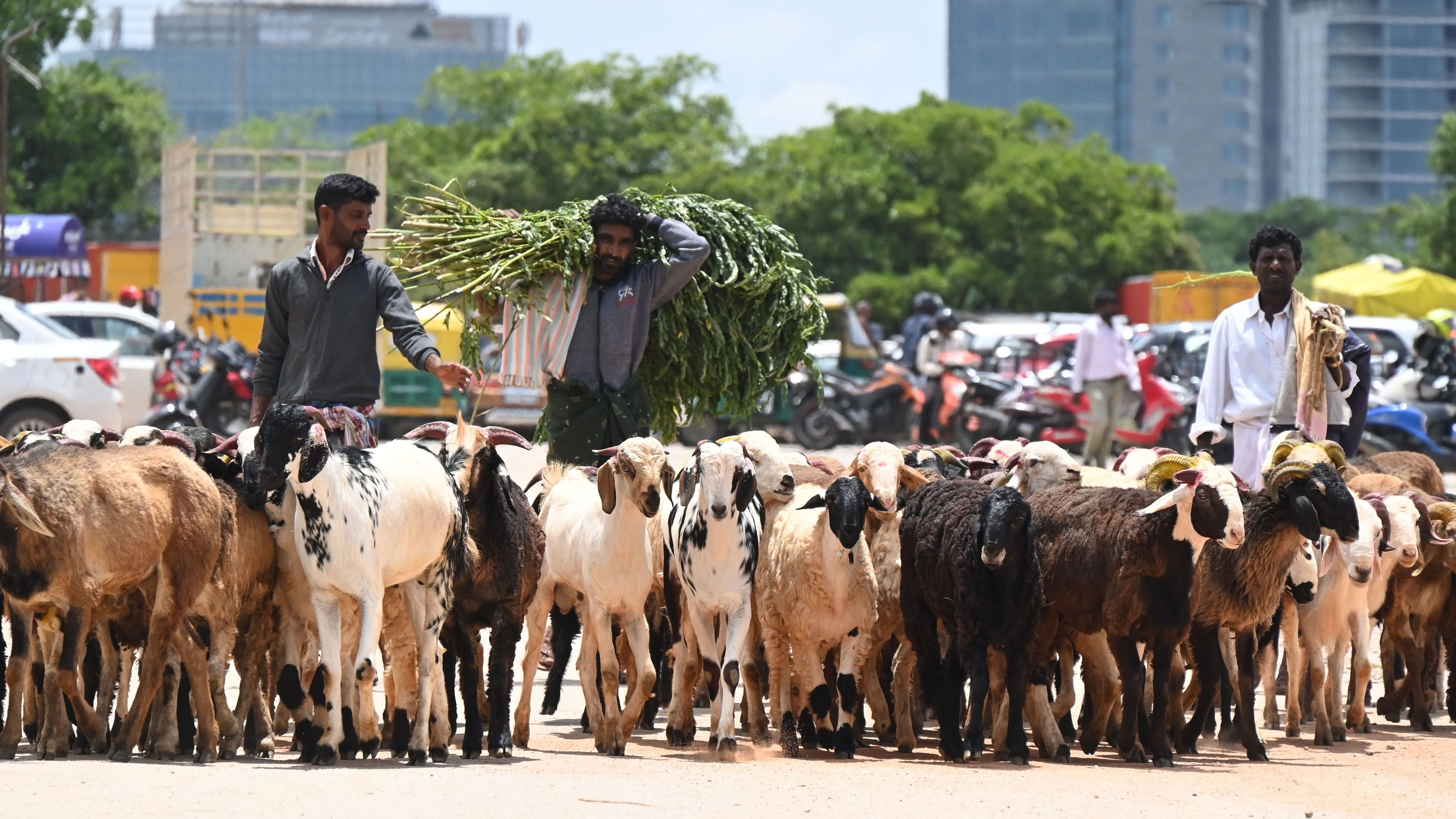 <div class="paragraphs"><p>Sheep farmers at Palace Ground. Bakrid (Eid al-Adha) will be celebrated on Monday.</p></div>