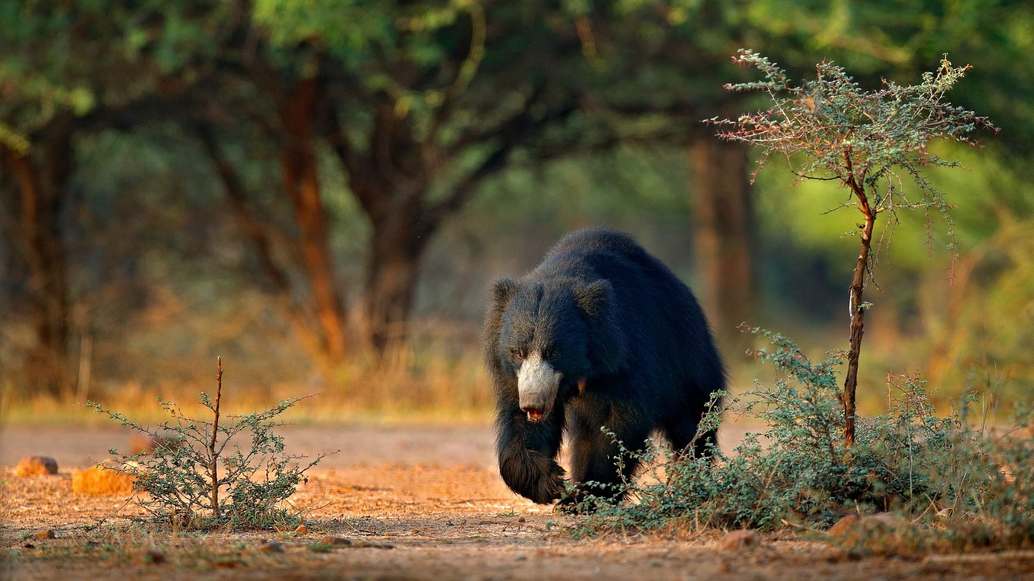 <div class="paragraphs"><p>The bear had sneaked into a village in Jharkhand's Seraikela-Kharswan district.</p></div>