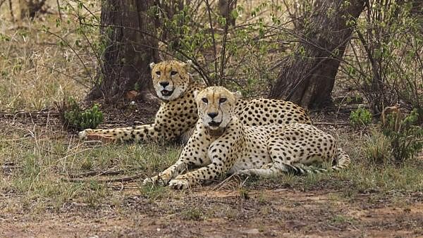 <div class="paragraphs"><p>Two male cheetahs at the Kuno National Park  in Madhya Pradesh's Sheopur district.</p></div>