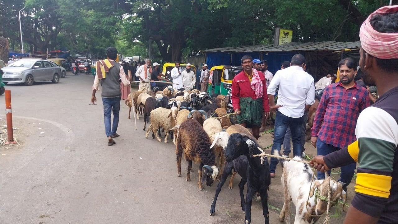 <div class="paragraphs"><p>Melas at Tannery Road, HRBR Layout, and areas around Shivajinagar are bustling with huge crowds gathering to purchase sheep for the sacrificial feast of Bakrid on Monday.&nbsp;</p></div>