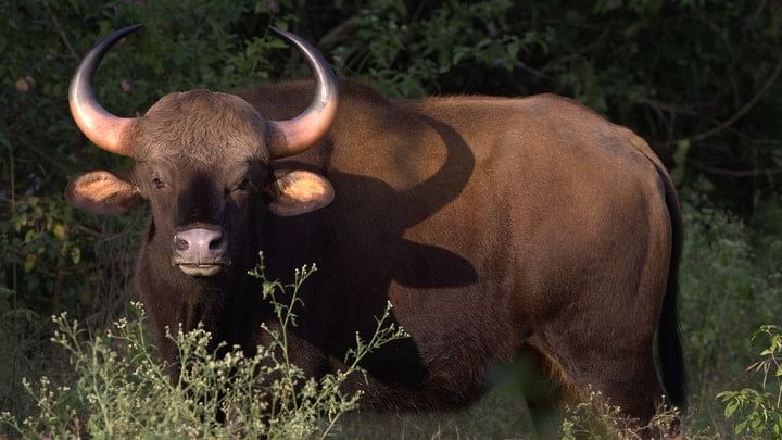 <div class="paragraphs"><p>Representative image of an Indian bison.</p></div>