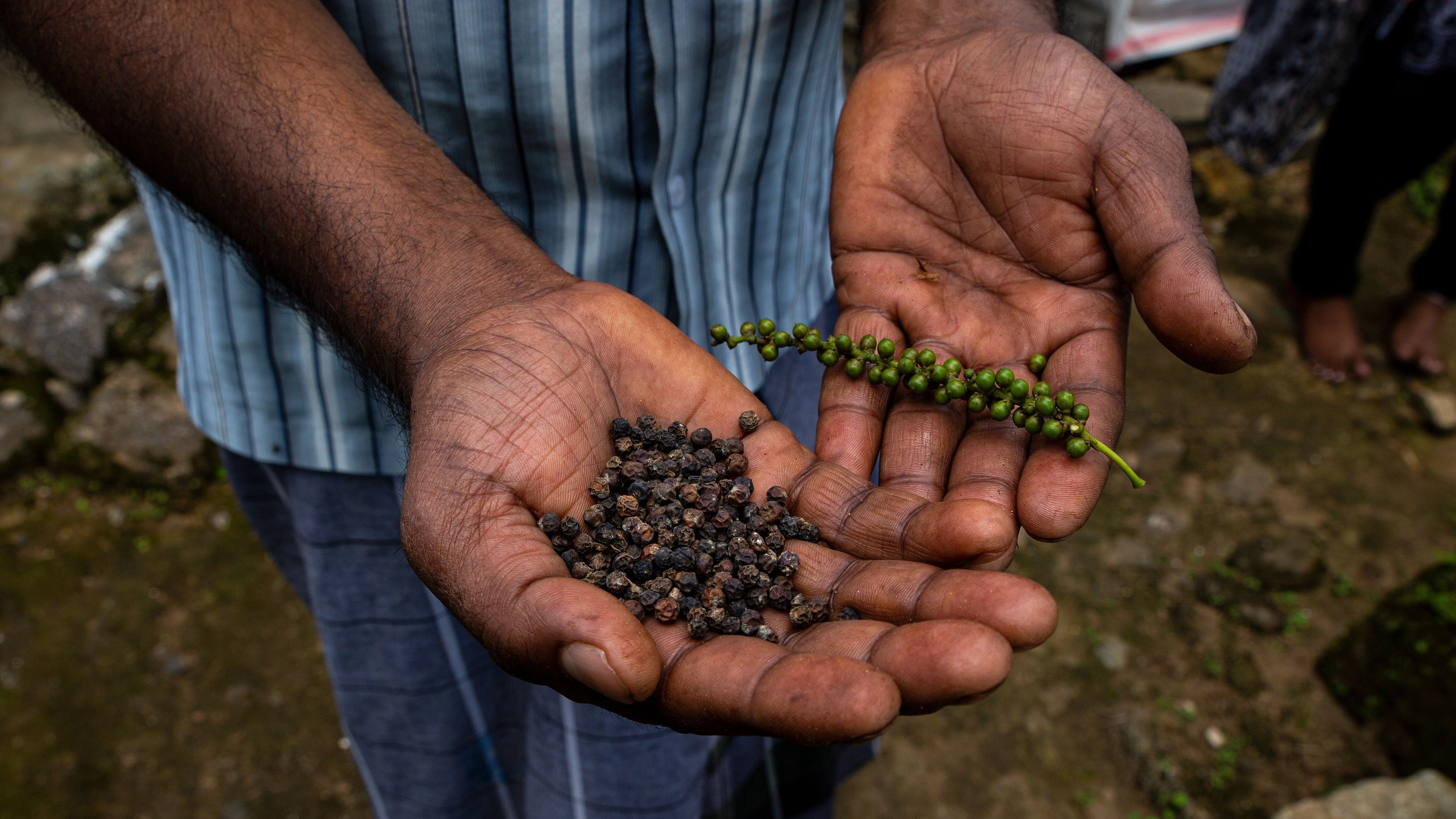 <div class="paragraphs"><p>Representative image showing black pepper.</p></div>