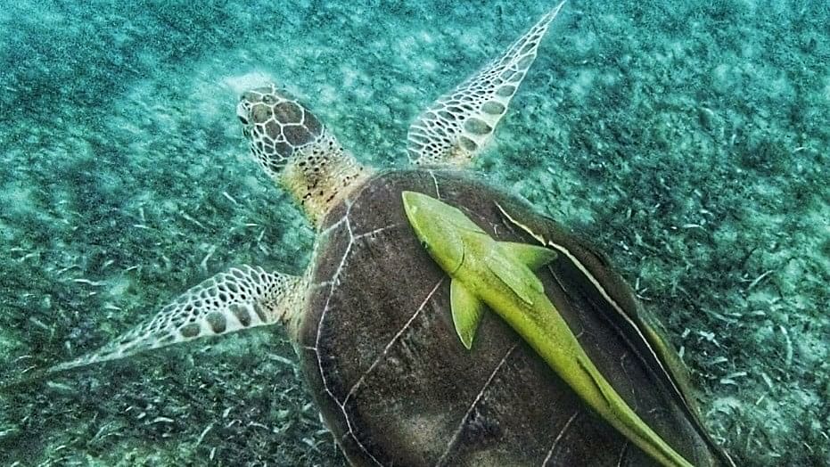<div class="paragraphs"><p>A green sea turtle and a suckerfish attached in a commensal relationship.</p></div>