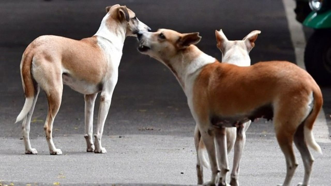 <div class="paragraphs"><p>Representative image showing stray dogs.</p></div>