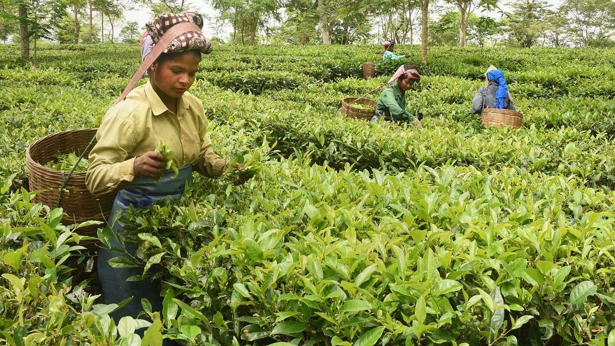 <div class="paragraphs"><p>Workers pluck tea leaves at a tea-estate in Dibrugarh district of Assam. </p></div>