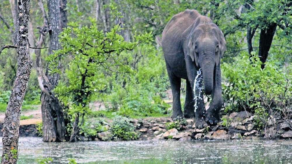 <div class="paragraphs"><p>Representative image of an elephant at Nagarahole Tiger Reserve.</p></div>