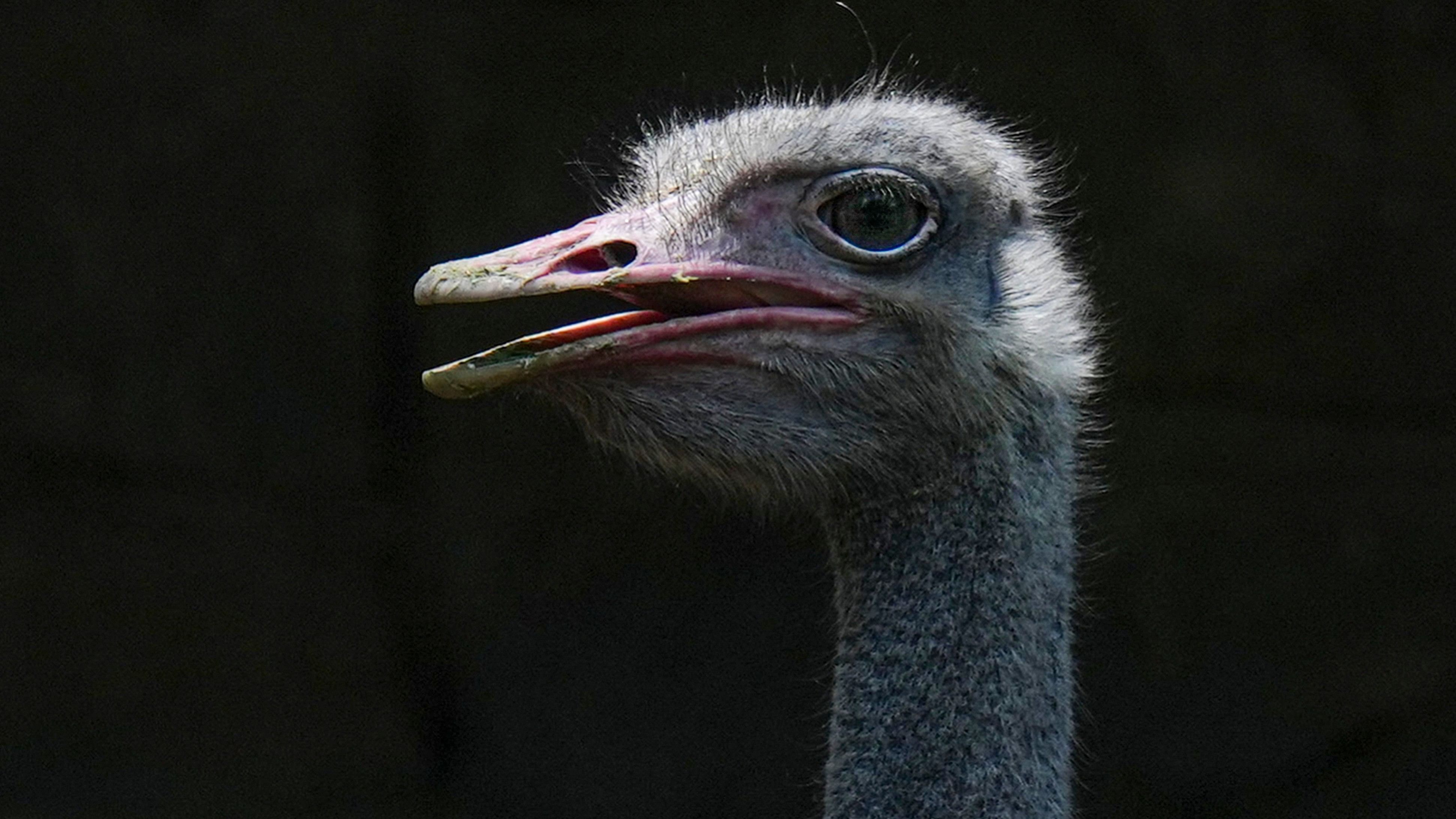 <div class="paragraphs"><p>Representative image showing an ostrich</p></div>