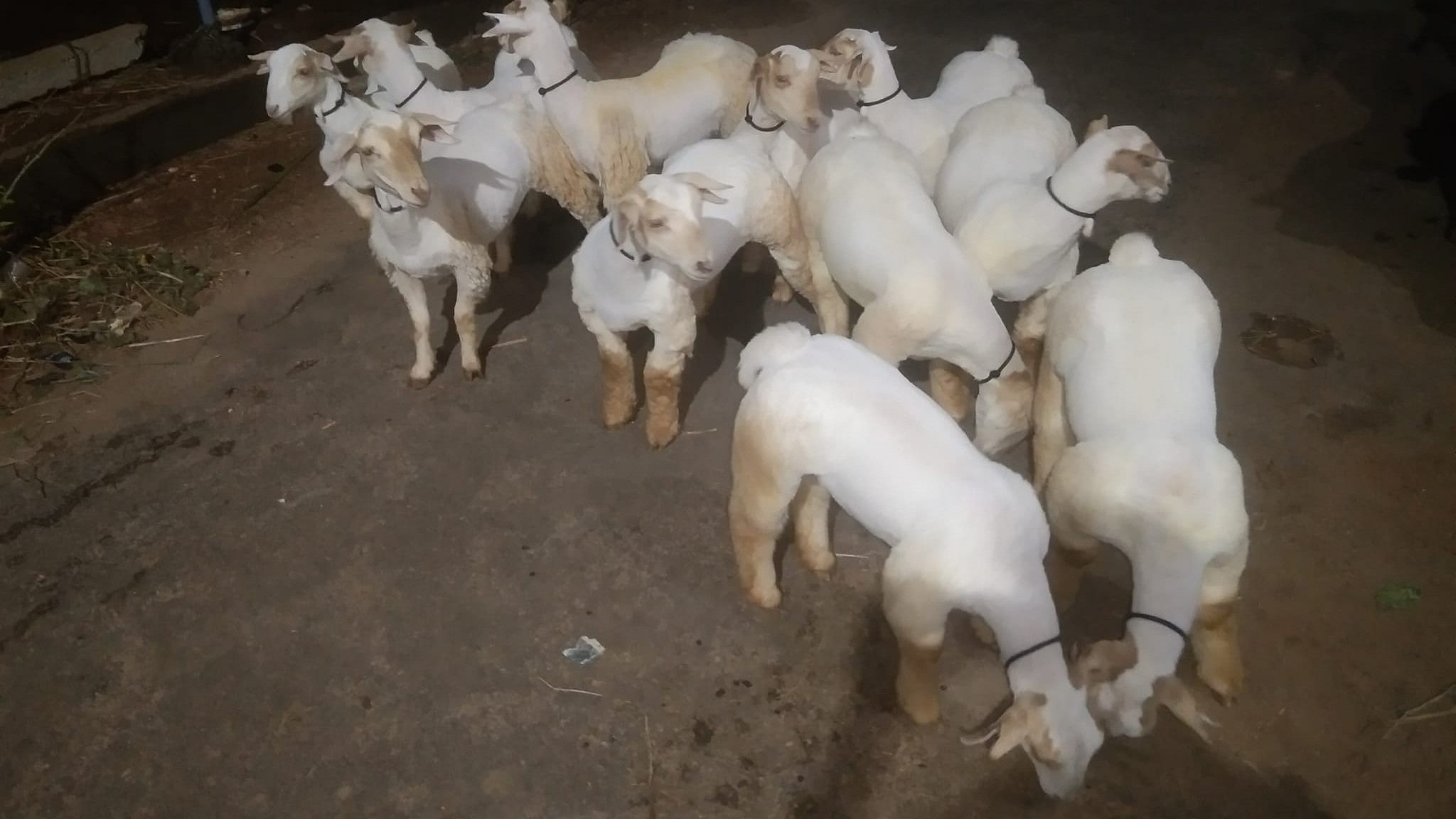 <div class="paragraphs"><p>Rams at Bandur Sheep Breeding Centre in Dhanagur of Malavalli taluk, Mandya district.</p></div>