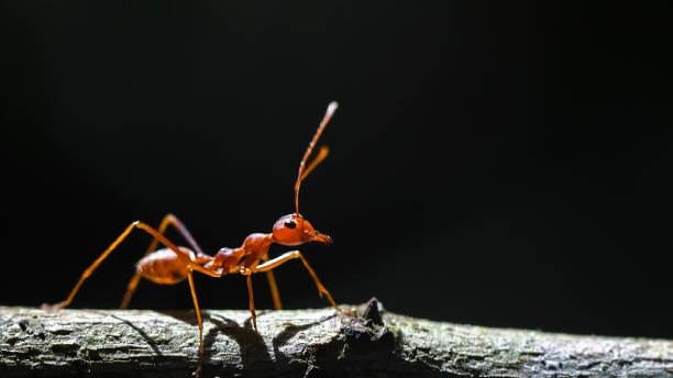 <div class="paragraphs"><p>Representative image of an ant.&nbsp;</p></div>