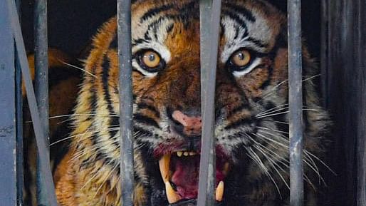 <div class="paragraphs"><p>Representative image showing a tiger in the cage.</p></div>