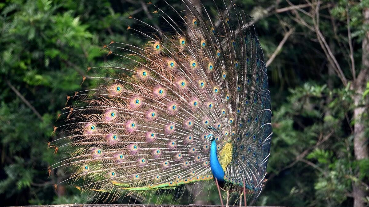 <div class="paragraphs"><p>An image of a dancing peacock.</p></div>
