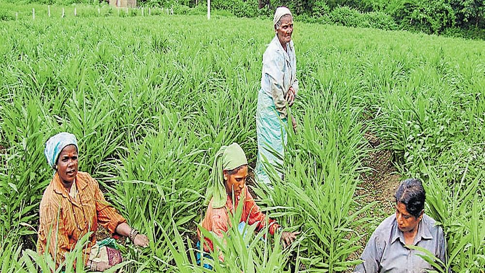 <div class="paragraphs"><p>Most of the farming in Himachal is rain dependent but every year in the Kharif season, a target for the production of food grains and vegetables is set by the agriculture department.</p></div>