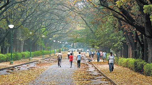 <div class="paragraphs"><p>Cubbon Park, Bengaluru. </p></div>