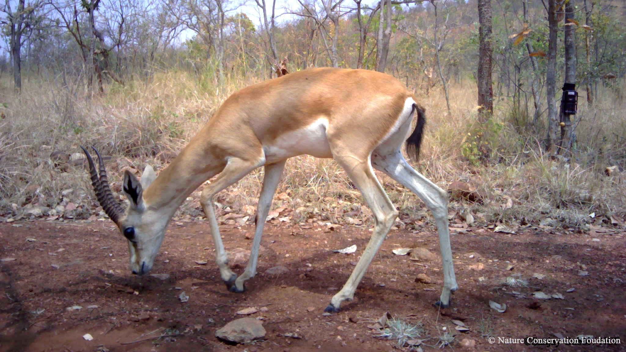 <div class="paragraphs"><p>A file photo of Chinkara deer.</p></div>