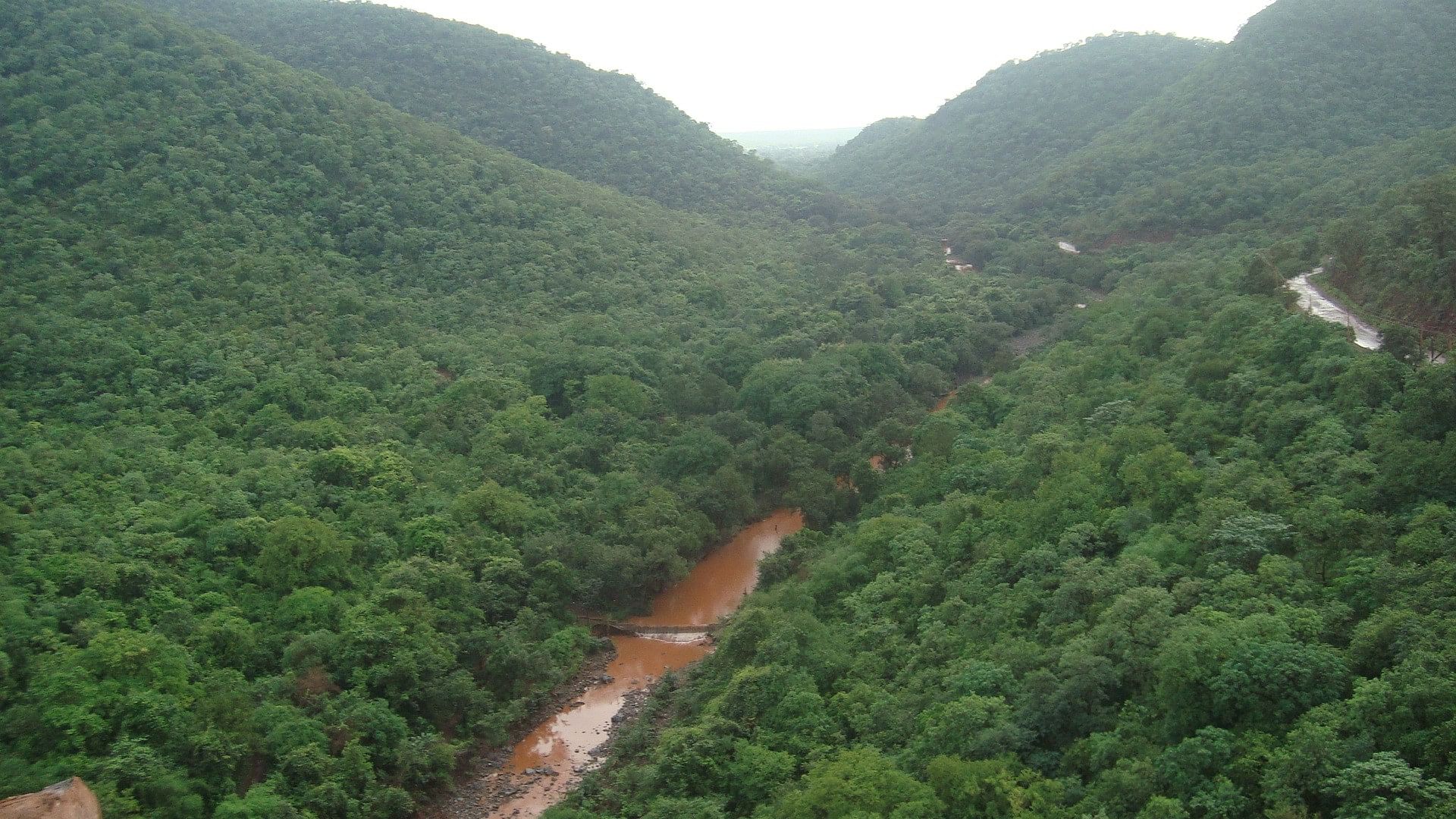 <div class="paragraphs"><p>Following a ground survey, forest officers had put the number of trees in the 992 acres at 99,000, including "300 types of medicinal plants".</p></div>