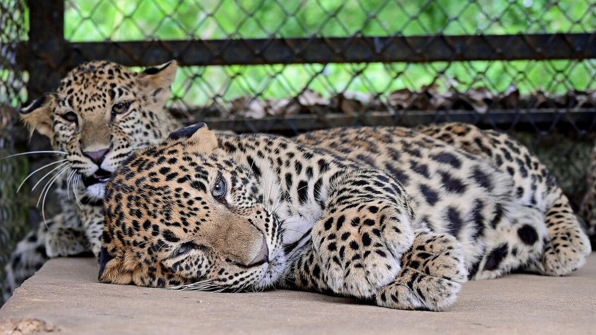 <div class="paragraphs"><p>Leopard cubs at the&nbsp;Bannerghatta Biological Park (BBP).</p></div>