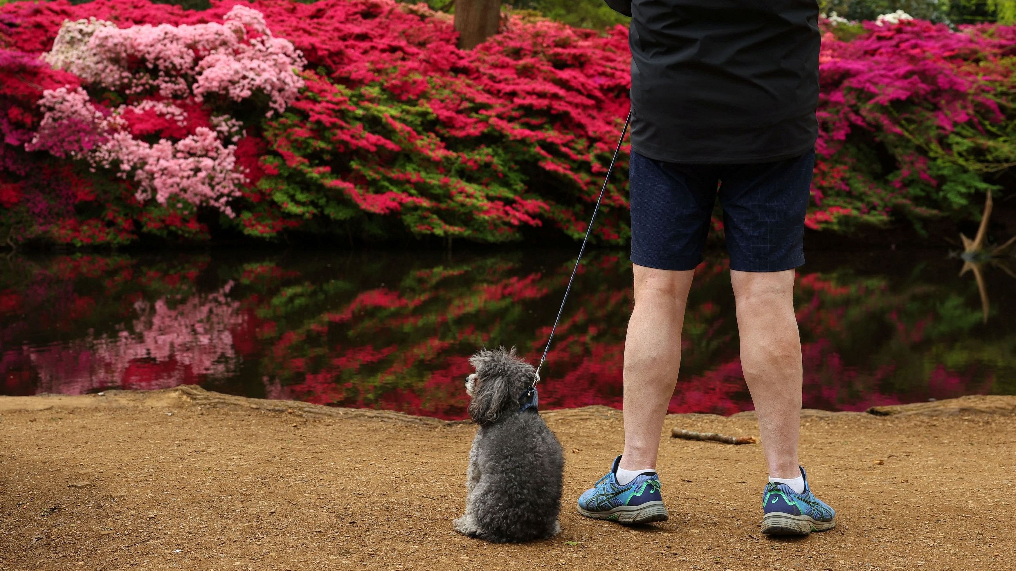 <div class="paragraphs"><p>A dog sits as its owner views spring blossoms.</p></div>