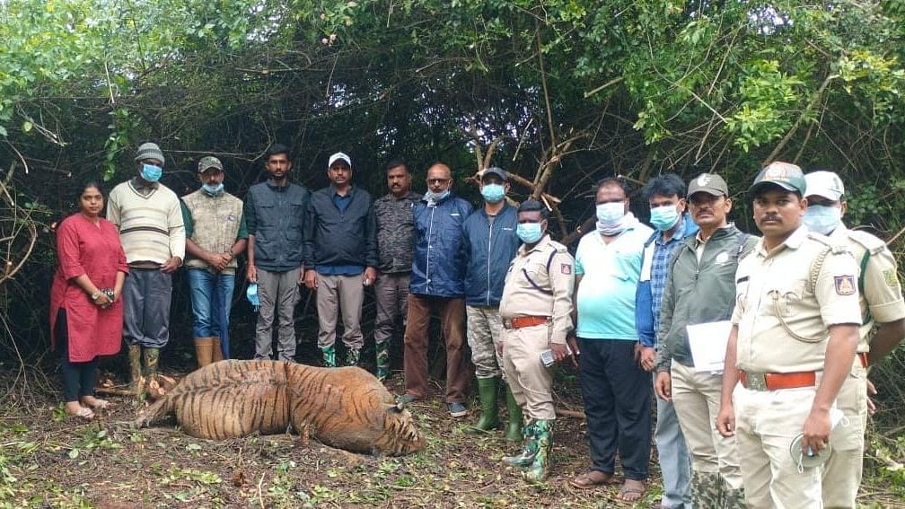 <div class="paragraphs"><p>Officials pose with the dead 5-year-old male tiger before its cremation at the Nagarahole Tiger Reserve.</p></div>
