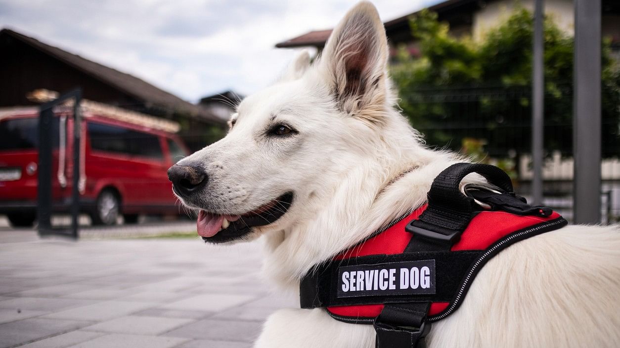 <div class="paragraphs"><p>Those with service dogs had less severe symptoms and better quality of life. For example, they had milder depression and anxiety and better moods. They also had significantly lower odds of still meeting the diagnostic criteria for PTSD.</p></div>