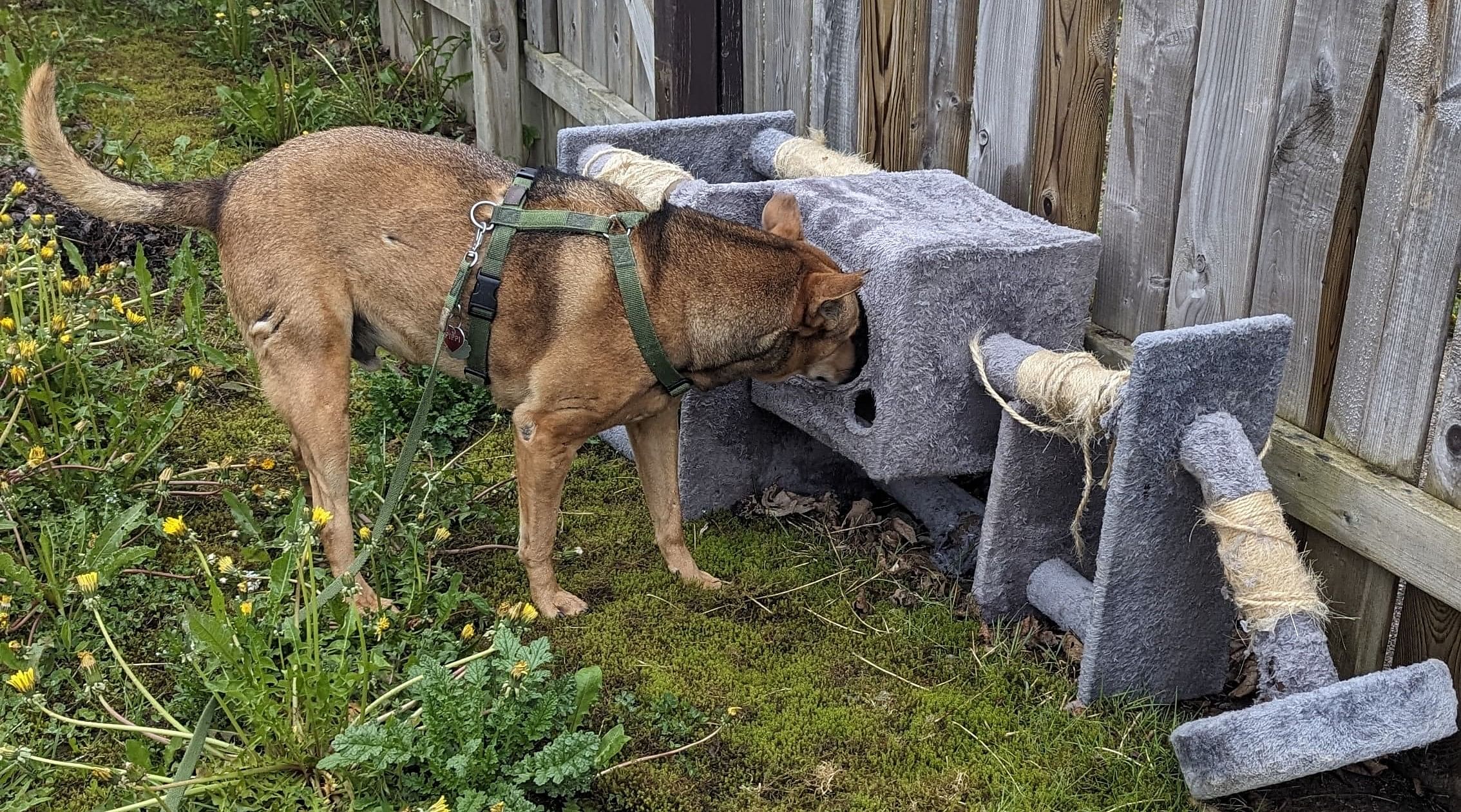 <div class="paragraphs"><p>Pippi sniffing the discarded cat tree. </p></div>