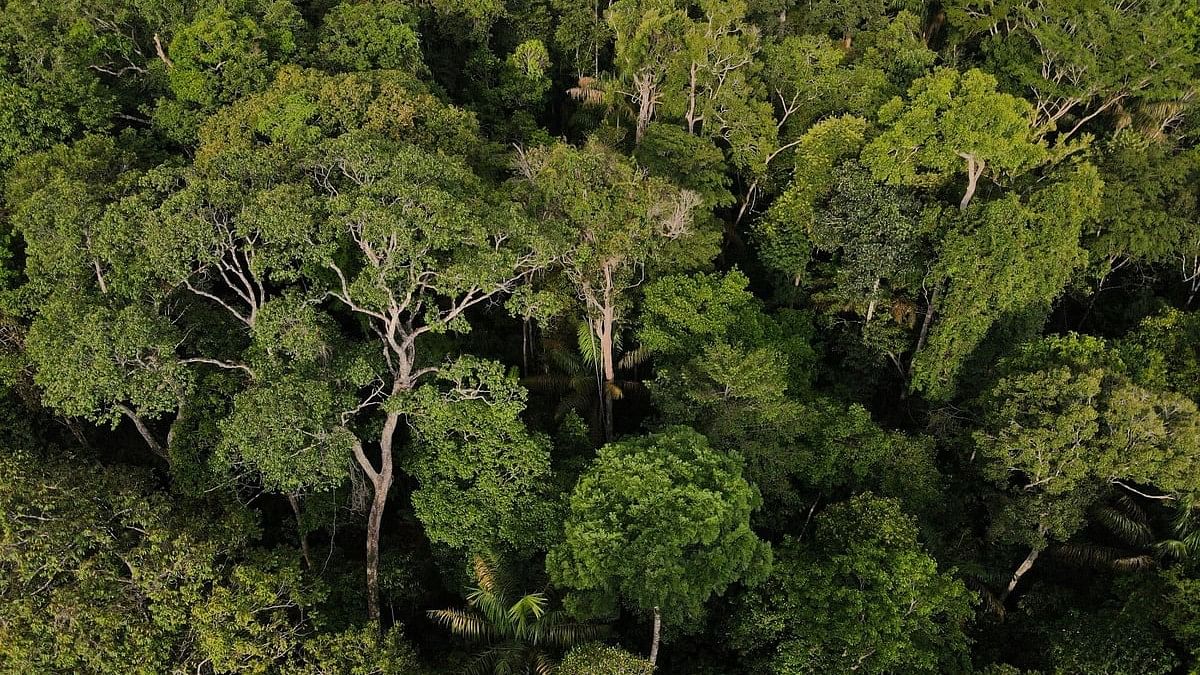 <div class="paragraphs"><p>An aerial view shows trees at the Amazon rainforest in Manaus, Amazonas State, Brazil.</p></div>