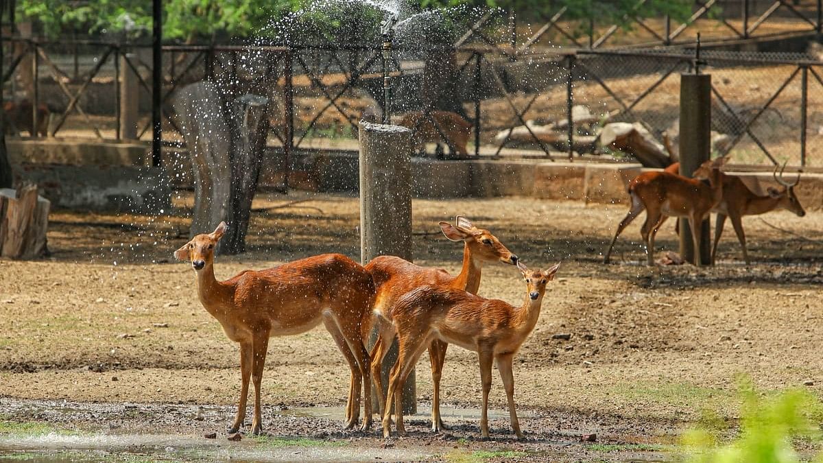 <div class="paragraphs"><p>Deers during a hot summer day&nbsp; at Delhi Zoo.&nbsp;</p></div>