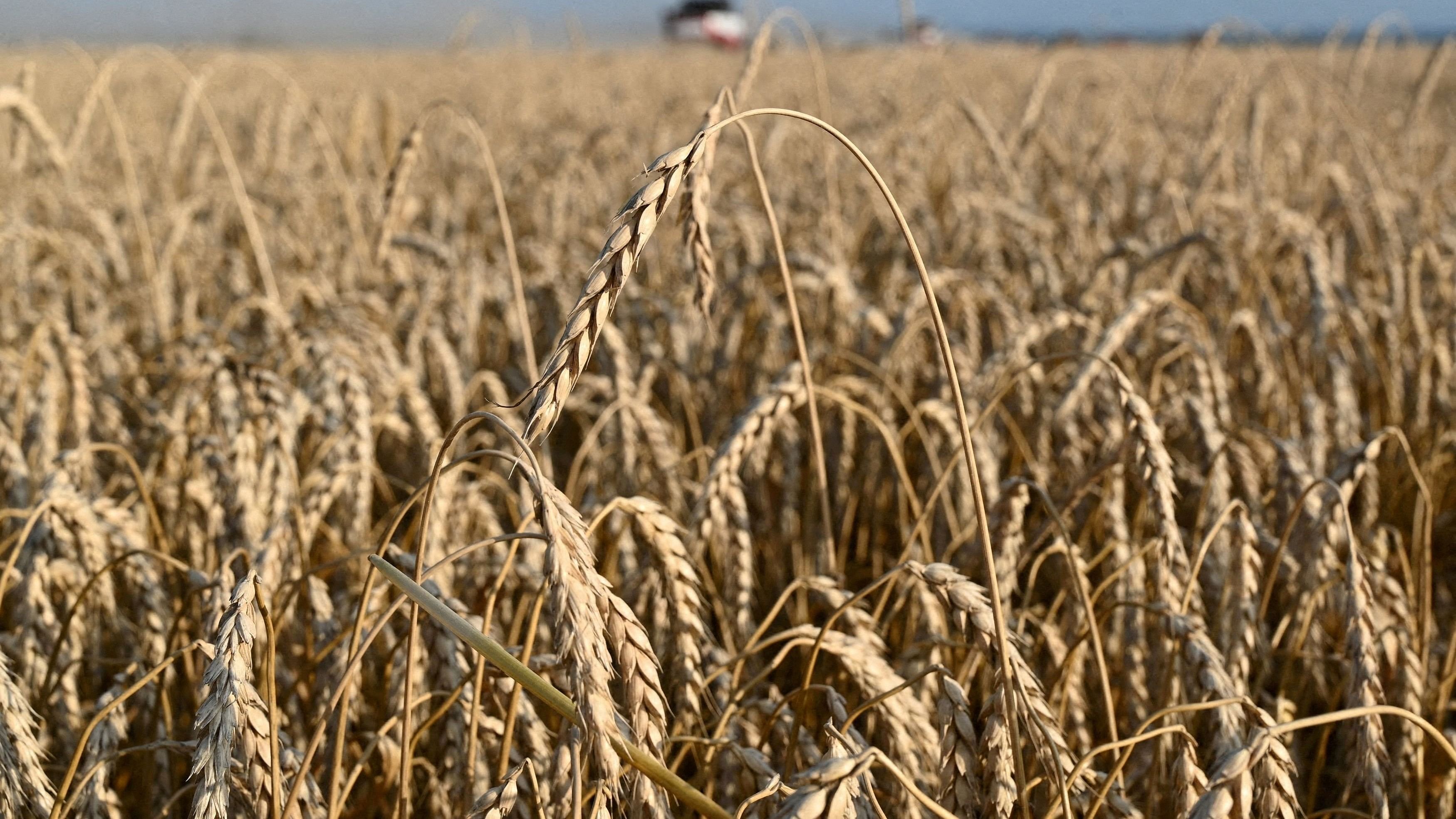 <div class="paragraphs"><p>A view shows wheat in a field.</p></div>