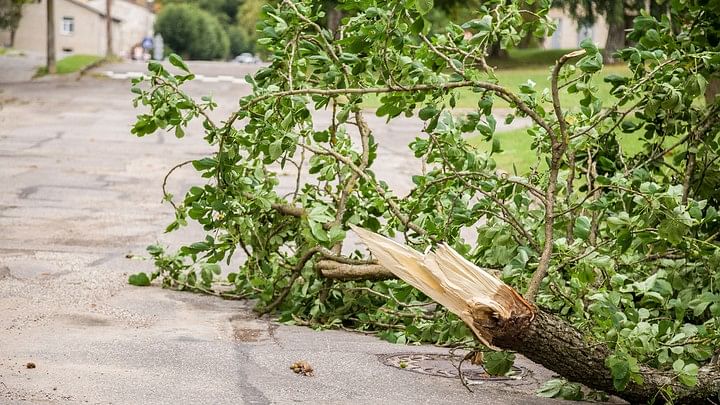 <div class="paragraphs"><p>Representative image of a fallen tree.</p></div>