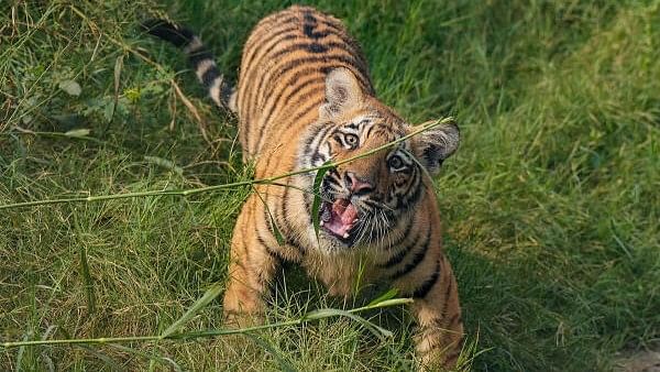 <div class="paragraphs"><p>After the post-mortem, the dead tiger cub was cremated as per the National Tiger Conservation Authority (NTCA) guidelines at the Van Vihar National Park.</p></div>